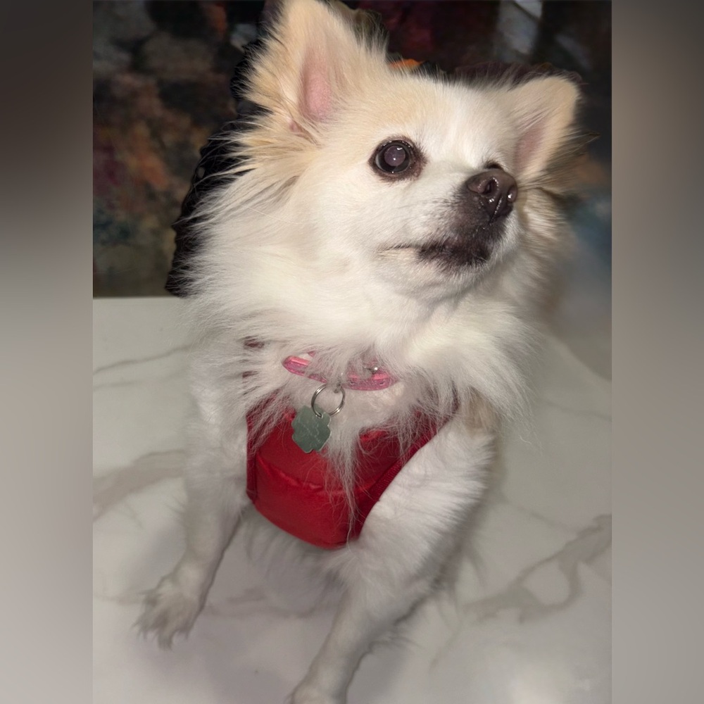 Ferribiella Harness Nuvola Gilet Breastplate Jacket for small Dog - Picture 11 of 16